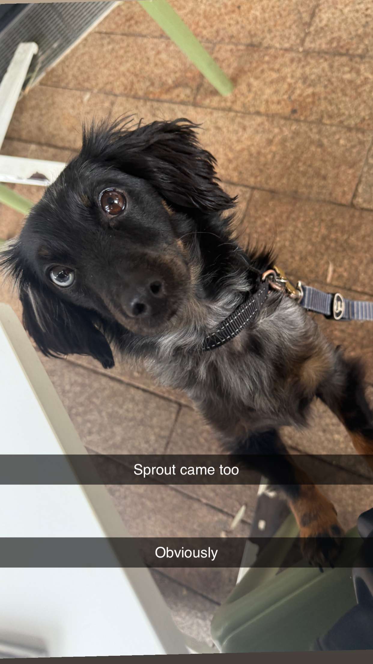 ppwyang0 snapchat image archive image