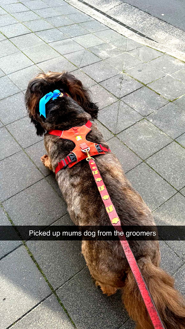 ppwyang0 image ~ Altpins