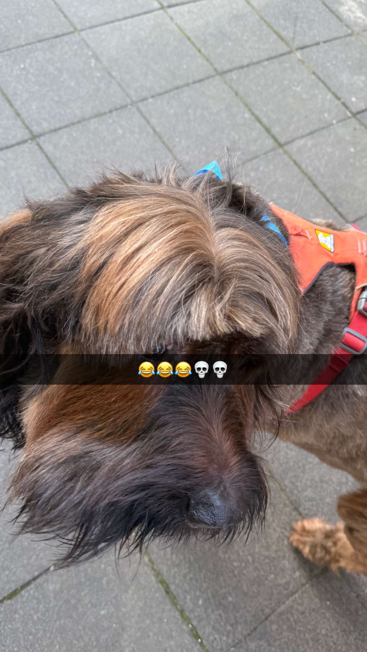 ppwyang0 snapchat image archive image