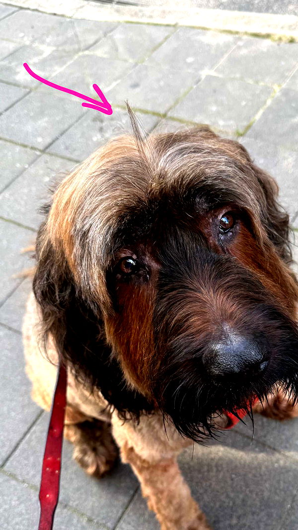 ppwyang0 image ~ Altpins