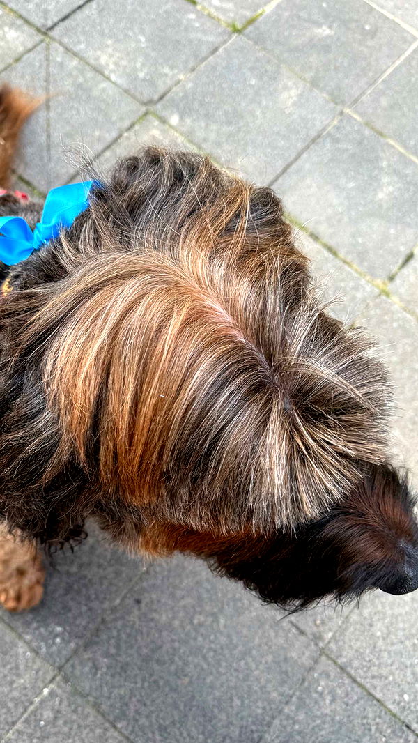 ppwyang0 image ~ Altpins