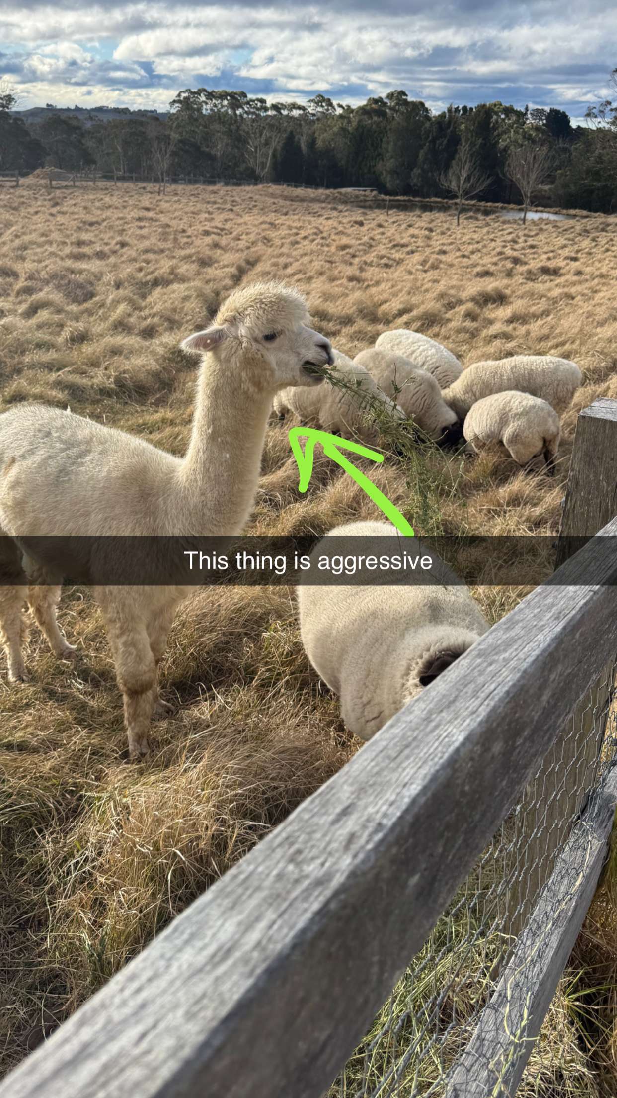 ppwyang0 snapchat image archive image