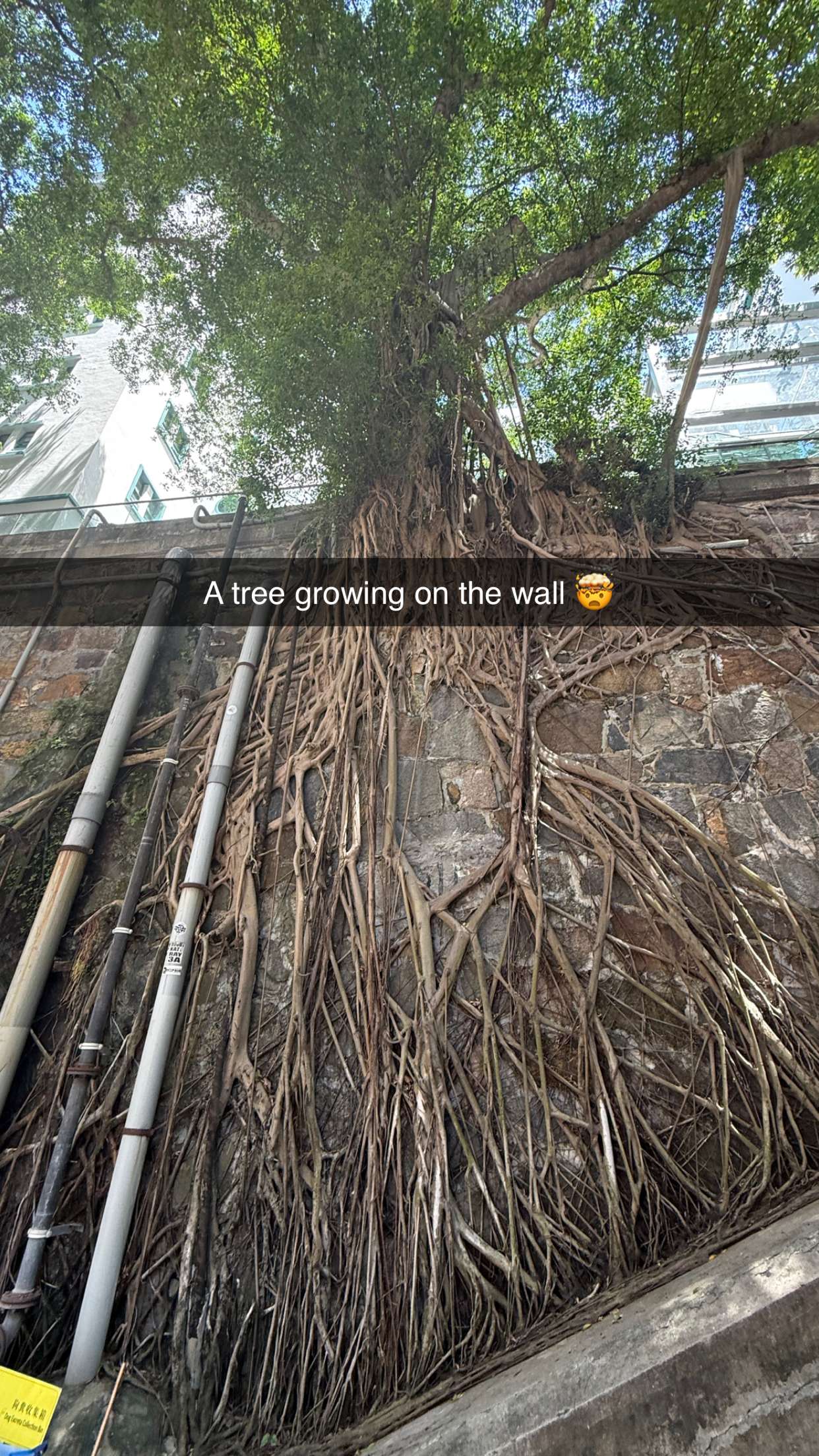 ppwyang0 snapchat image archive image