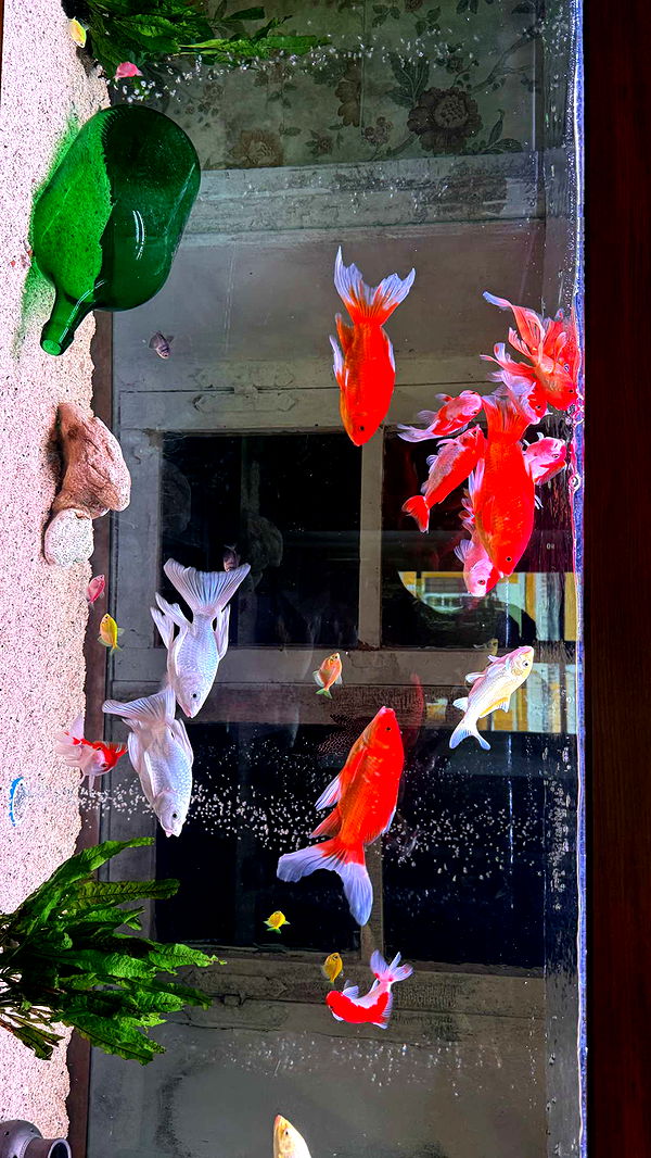 ppwyang0 image ~ Altpins