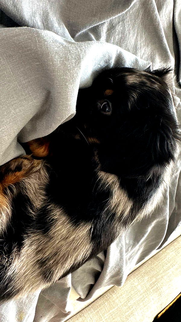 ppwyang0 image ~ Altpins