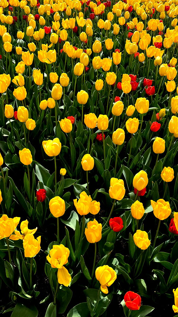 ppwyang0 image ~ Altpins