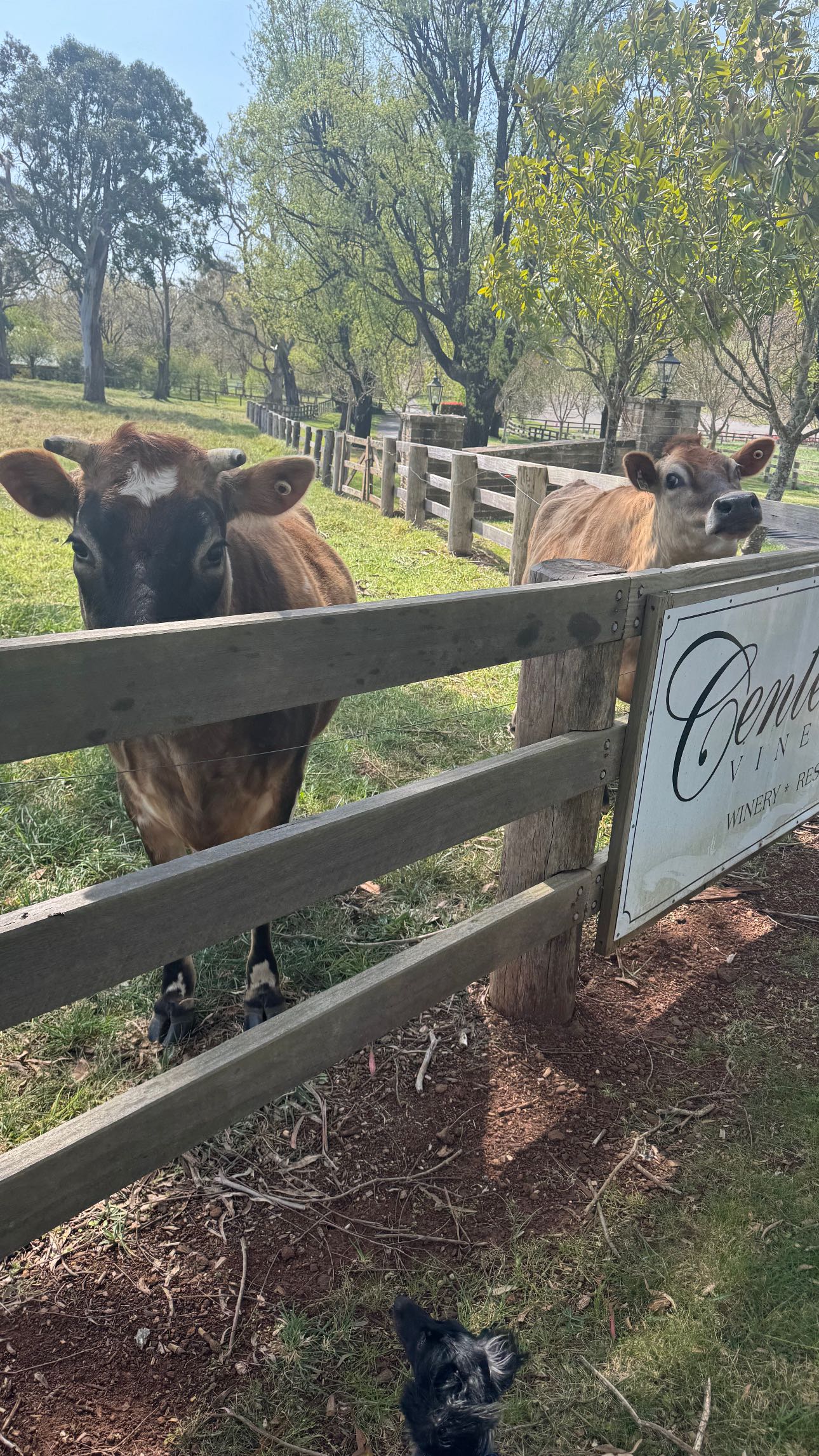 ppwyang0 snapchat image archive image