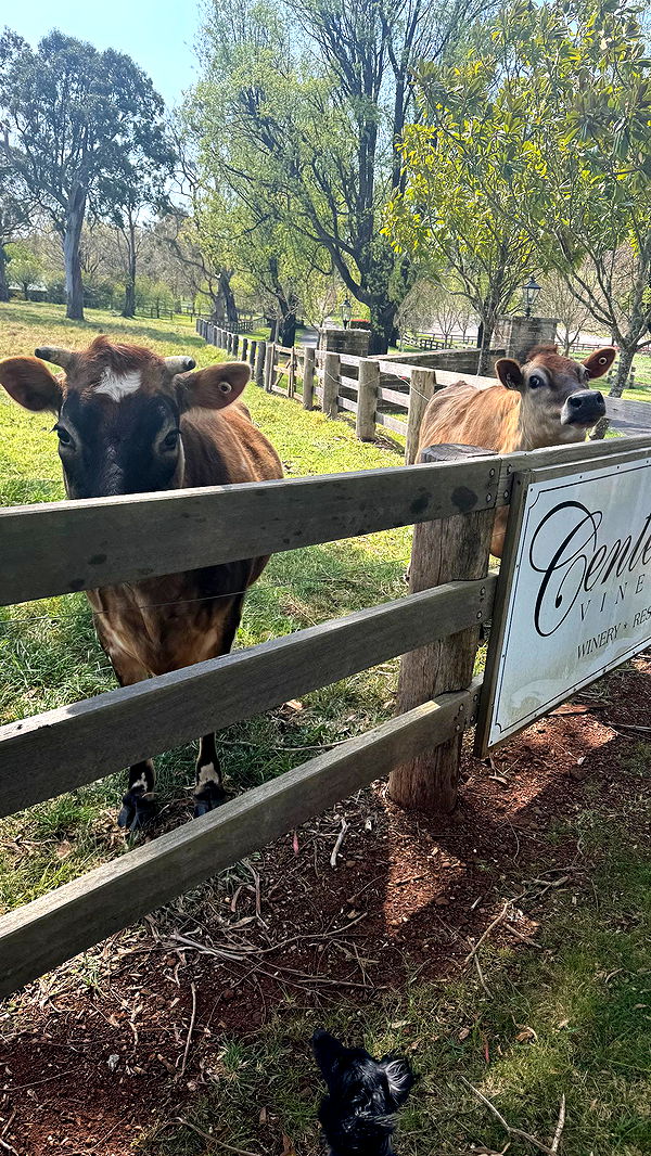 ppwyang0 image ~ Altpins