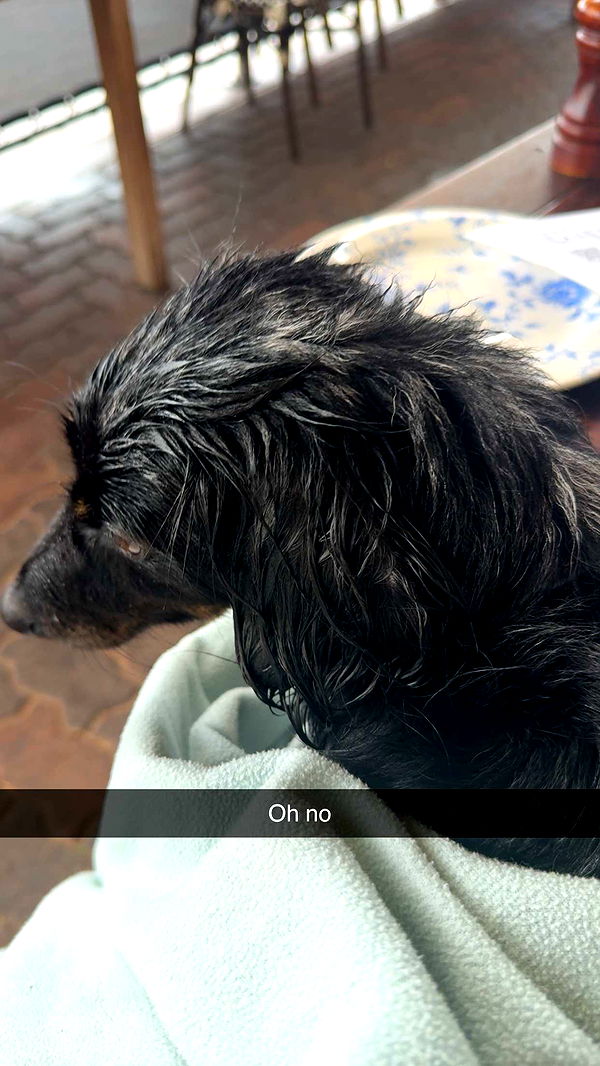 ppwyang0 image ~ Altpins