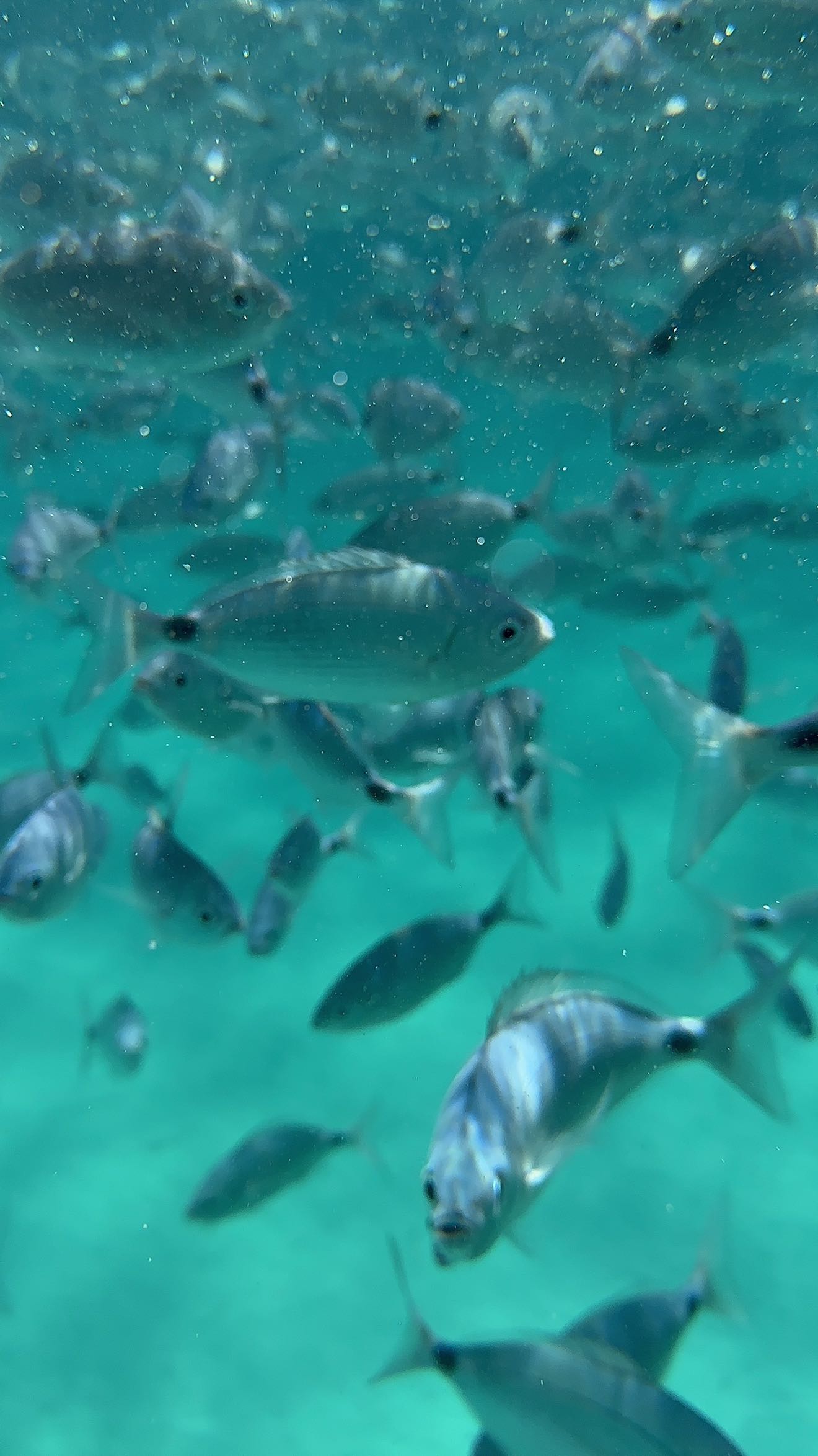 ppwyang0 snapchat image archive image