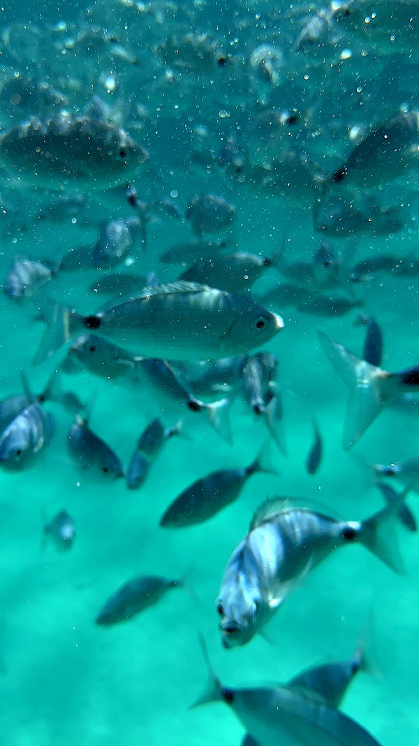 ppwyang0 image ~ Altpins