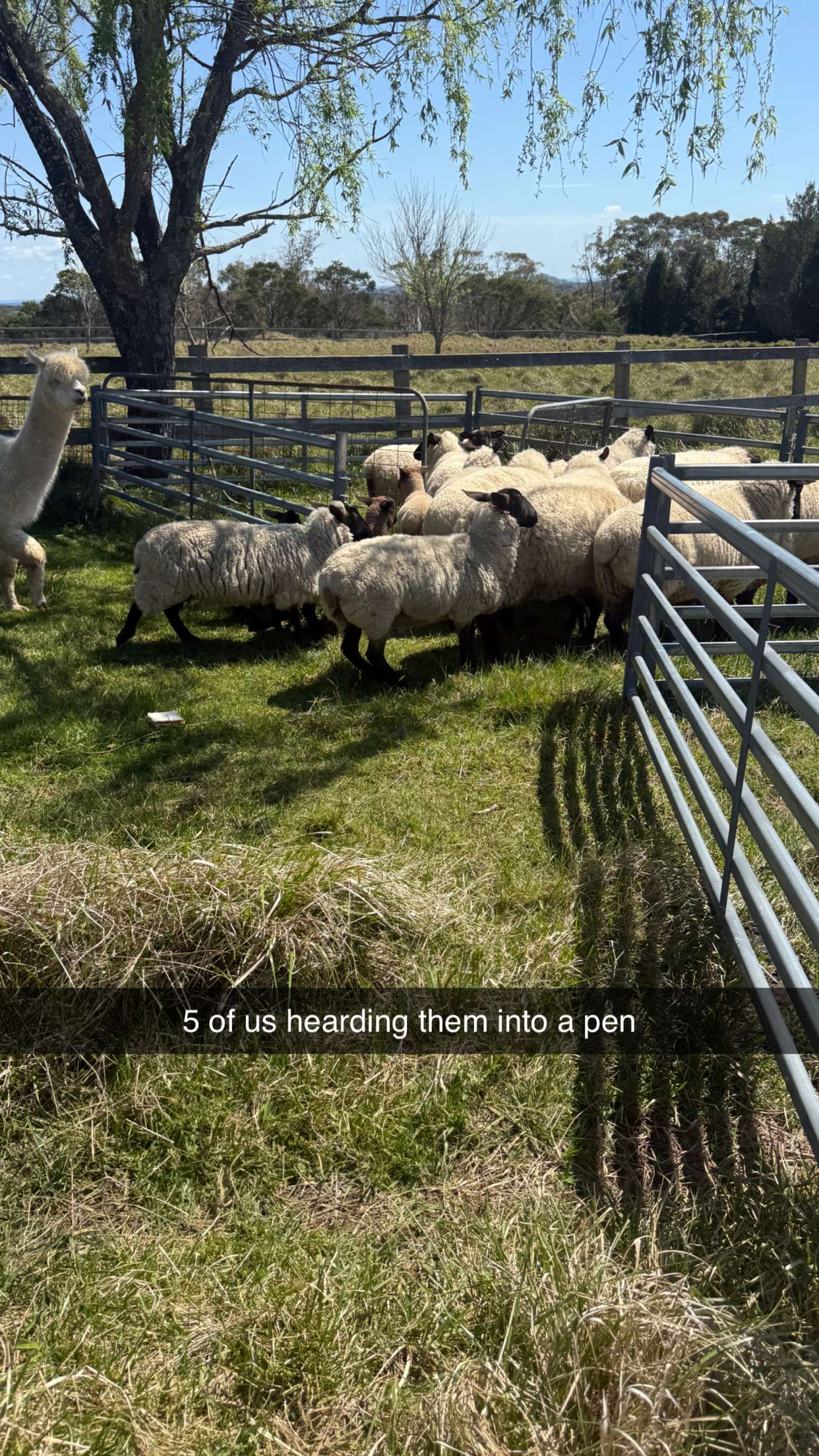 ppwyang0 snapchat image archive image