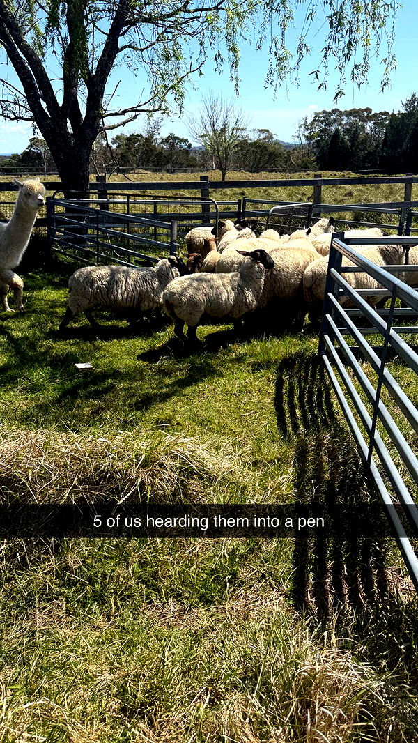 ppwyang0 image ~ Altpins