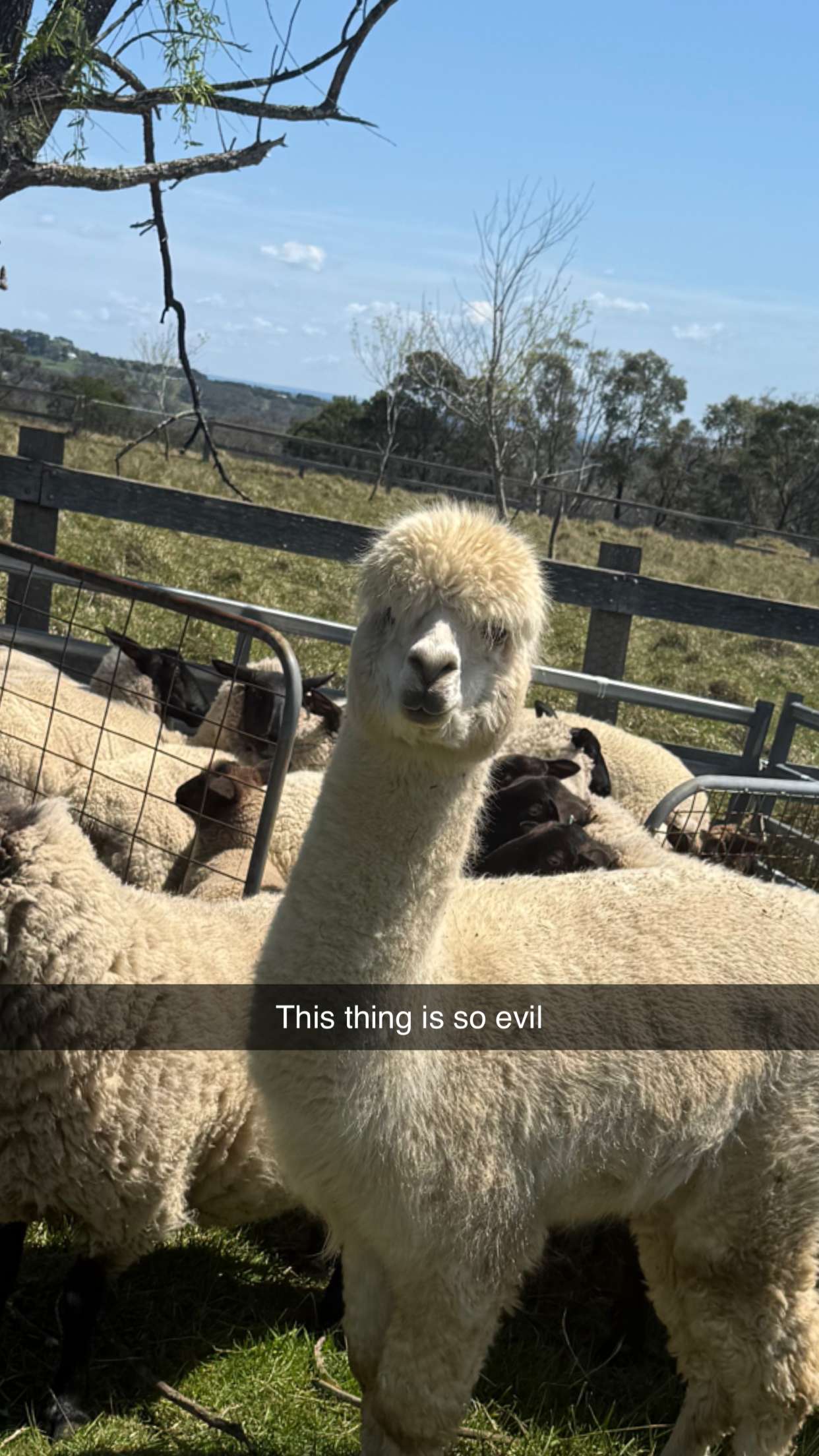 ppwyang0 snapchat image archive image