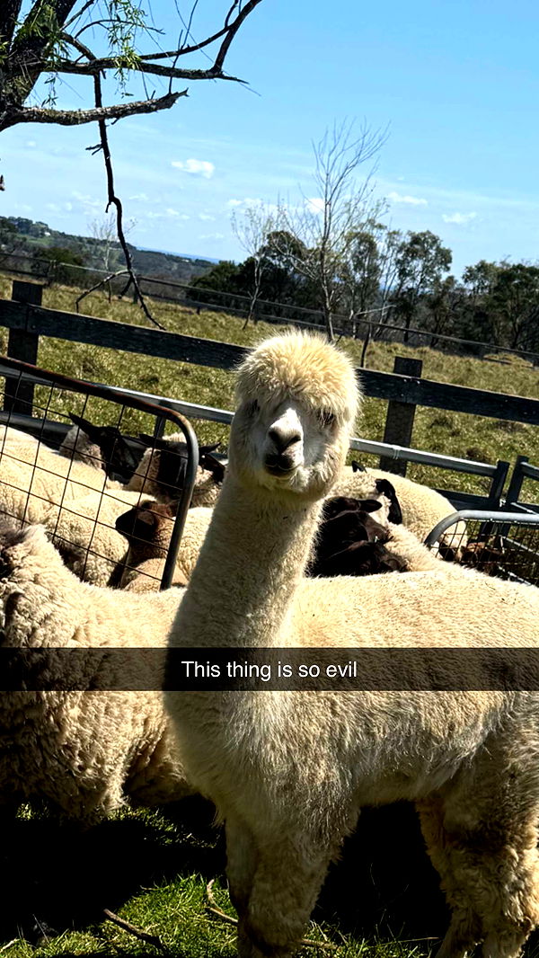 ppwyang0 image ~ Altpins