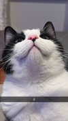 ratskelet0n Altpins Profile Picture