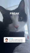 ratskelet0n Altpins Profile Picture