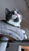 ratskelet0n Altpins Profile Picture