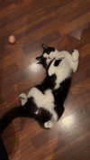 ratskelet0n Altpins Profile Picture