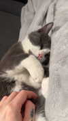 ratskelet0n Altpins Profile Picture