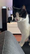 ratskelet0n Altpins Profile Picture