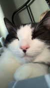 ratskelet0n Altpins Profile Picture