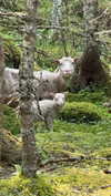 ratskelet0n Altpins Profile Picture