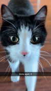 ratskelet0n Altpins Profile Picture
