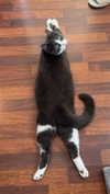 ratskelet0n Altpins Profile Picture