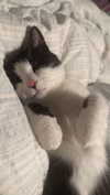 ratskelet0n Altpins Profile Picture
