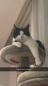 ratskelet0n Altpins Profile Picture