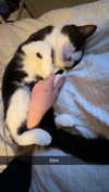 ratskelet0n Altpins Profile Picture