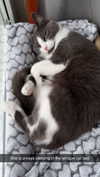 ratskelet0n Altpins Profile Picture