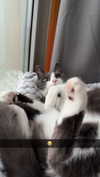 ratskelet0n Altpins Profile Picture