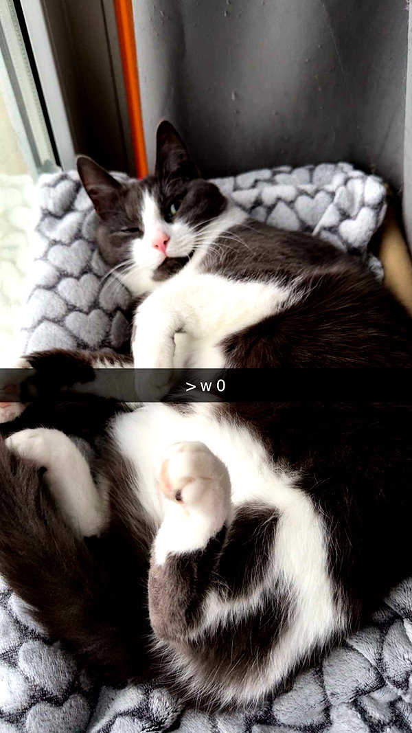 ratskelet0n snapchat image archive image