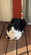 ratskelet0n Altpins Profile Picture
