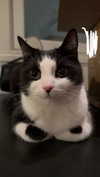 ratskelet0n Altpins Profile Picture