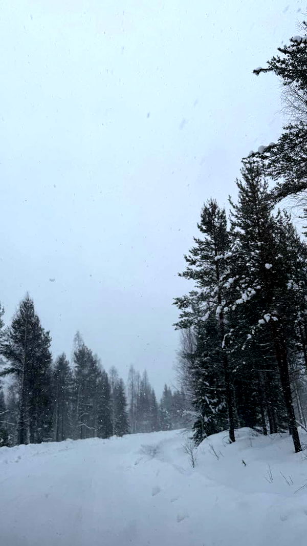 realhaylujan image ~ Altpins