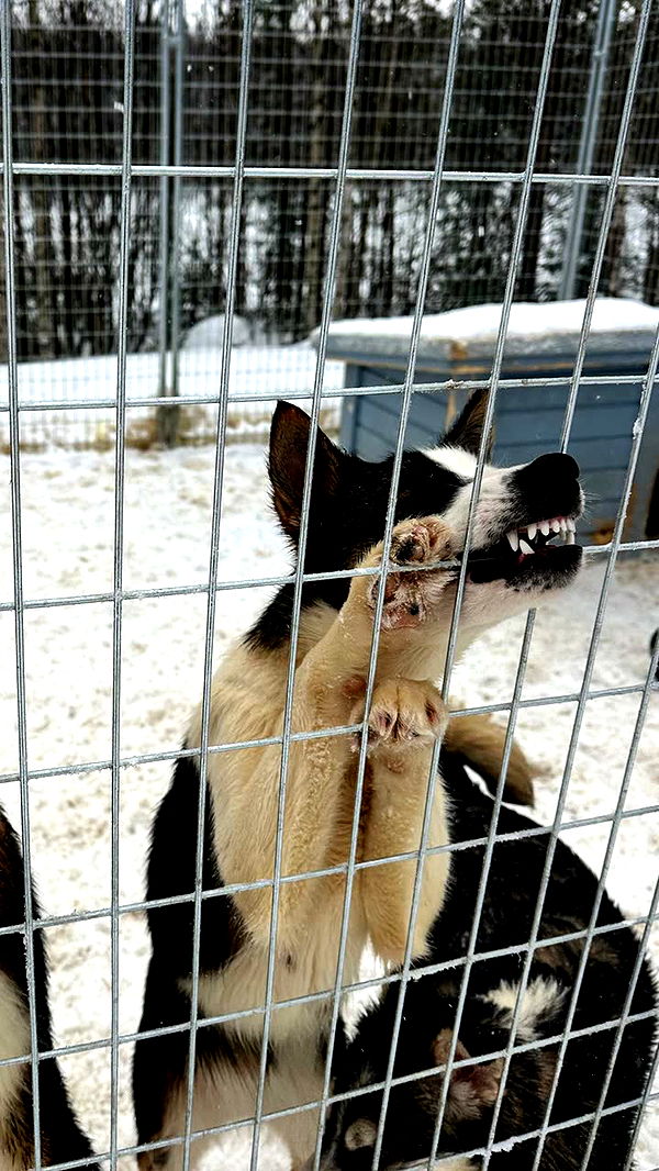 realhaylujan image ~ Altpins