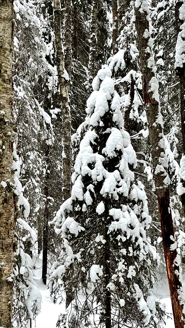 realhaylujan image ~ Altpins