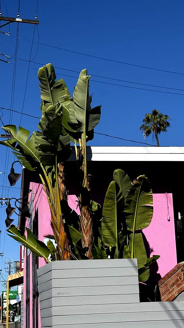 realhaylujan image ~ Altpins