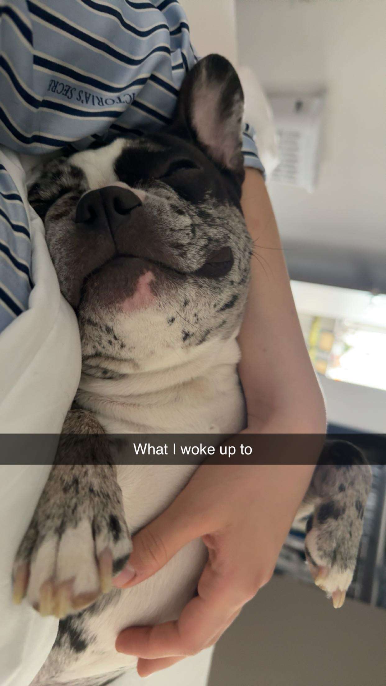 realhaylujan snapchat image archive image