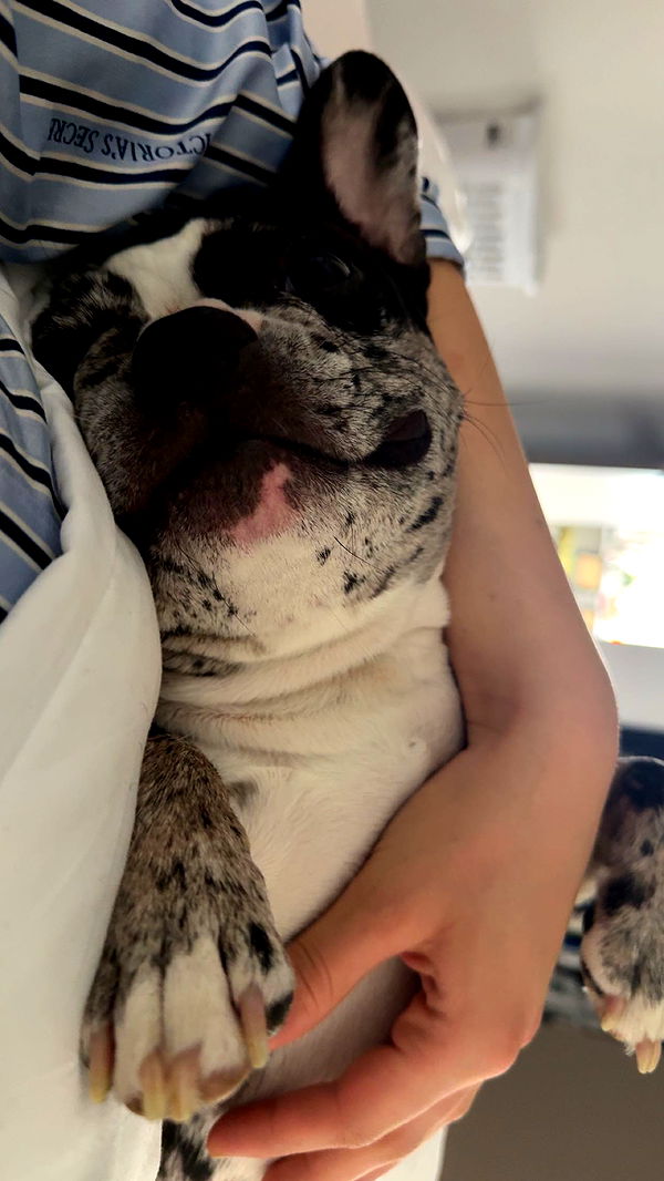 realhaylujan image ~ Altpins