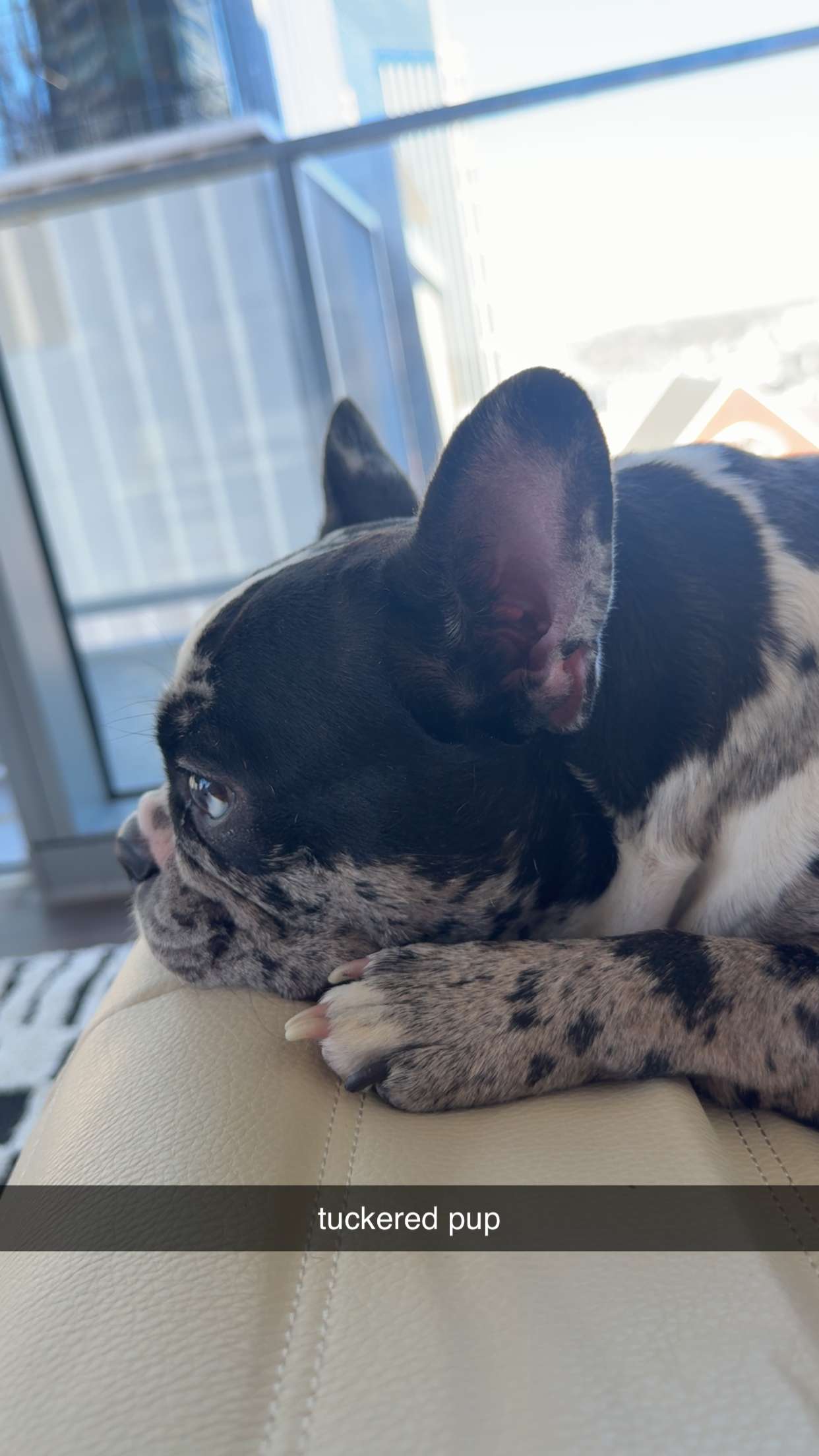 realhaylujan snapchat image archive image