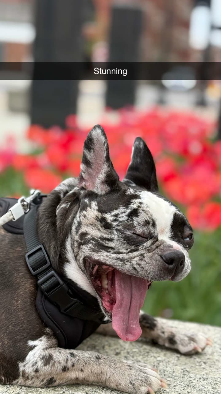 realhaylujan snapchat image archive image