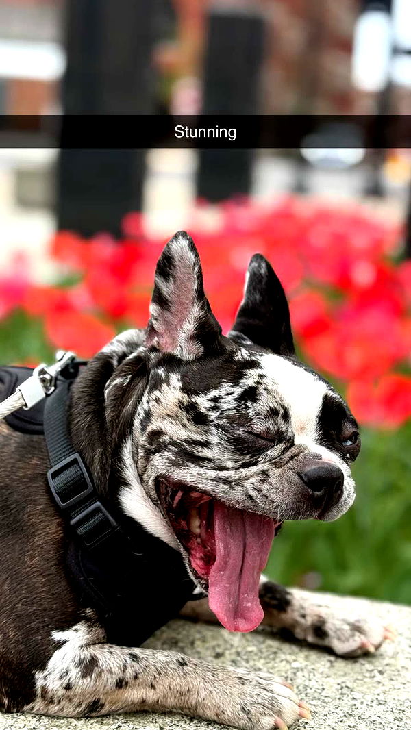 realhaylujan image ~ Altpins