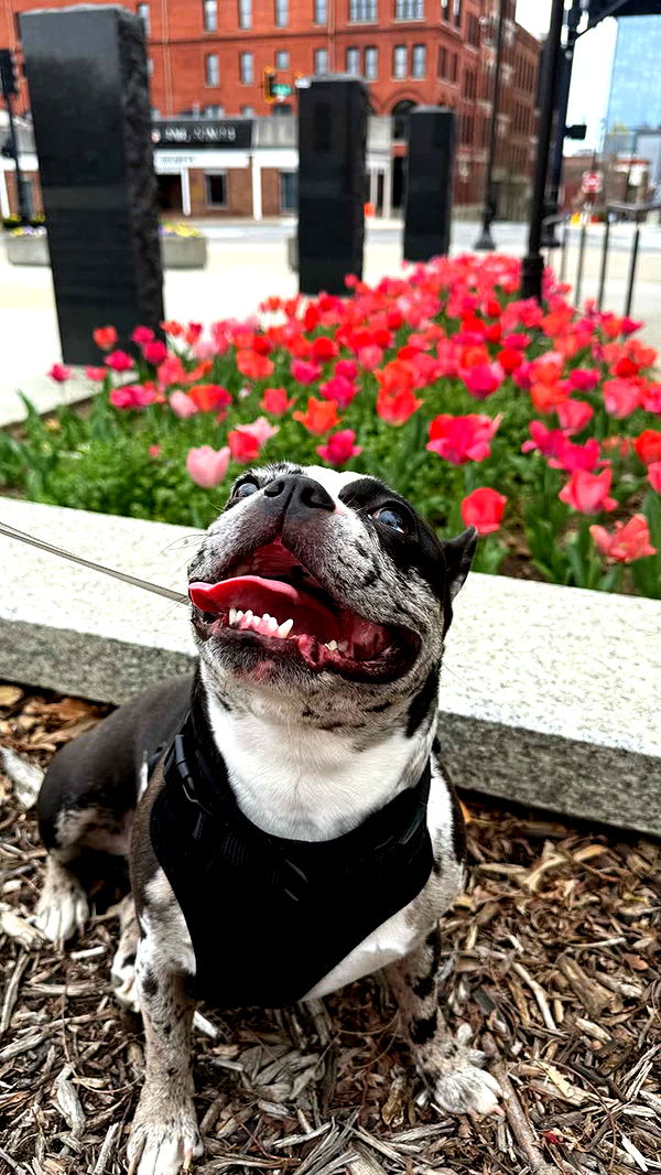 realhaylujan image ~ Altpins