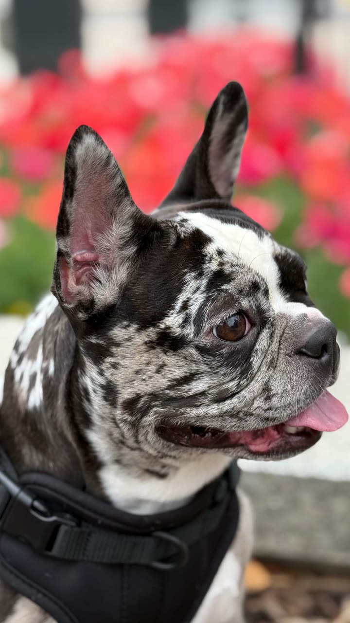 realhaylujan snapchat image archive image