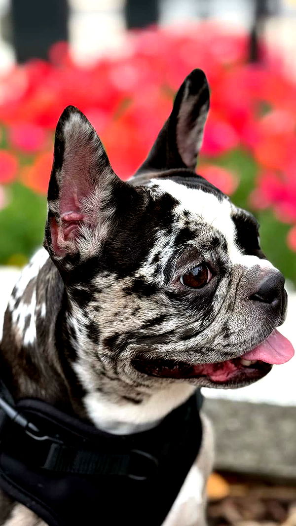 realhaylujan image ~ Altpins