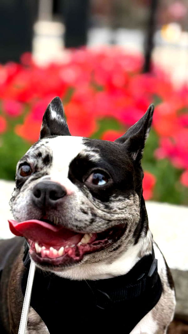 realhaylujan image ~ Altpins